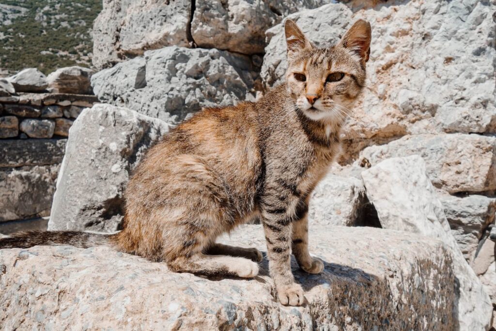 Efese Turkije bezoeken | Efeze Turkije | Tips Efeze | Excursie Efeze