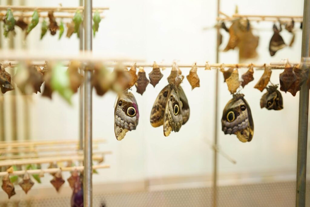 Schmetterlinghaus, botanische tuin met vlinders in Wenen