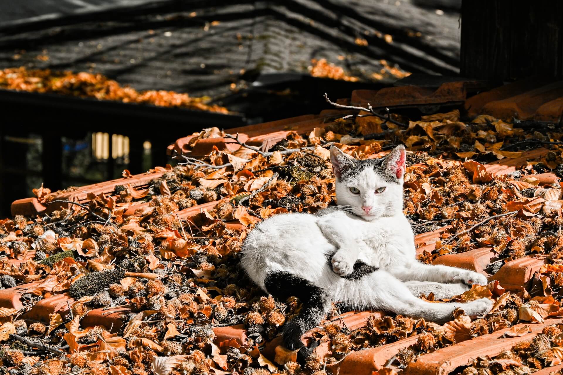Kat op het dak van een huis in Metsovo
