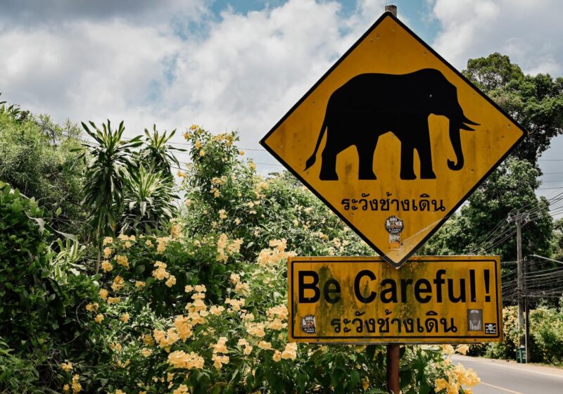 Be Careful Elephants Koh Chang Thailand