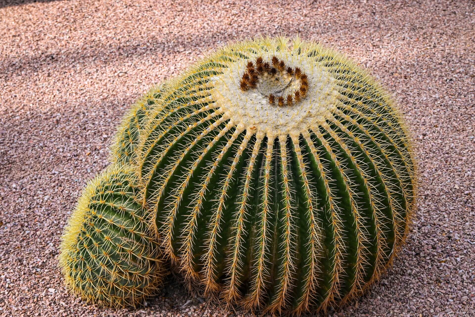 Grote cactussen