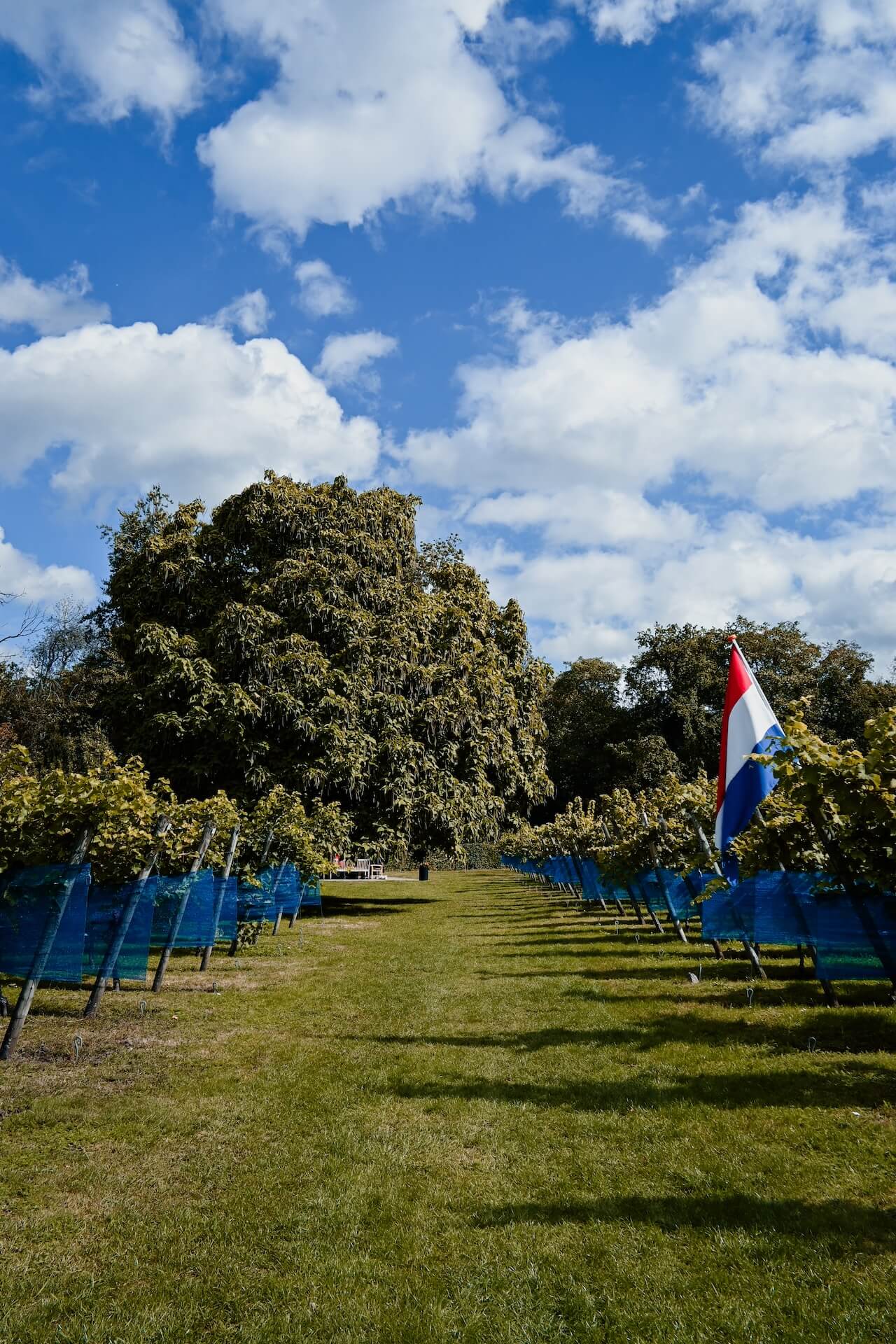 Een wijngaard midden in Zeist