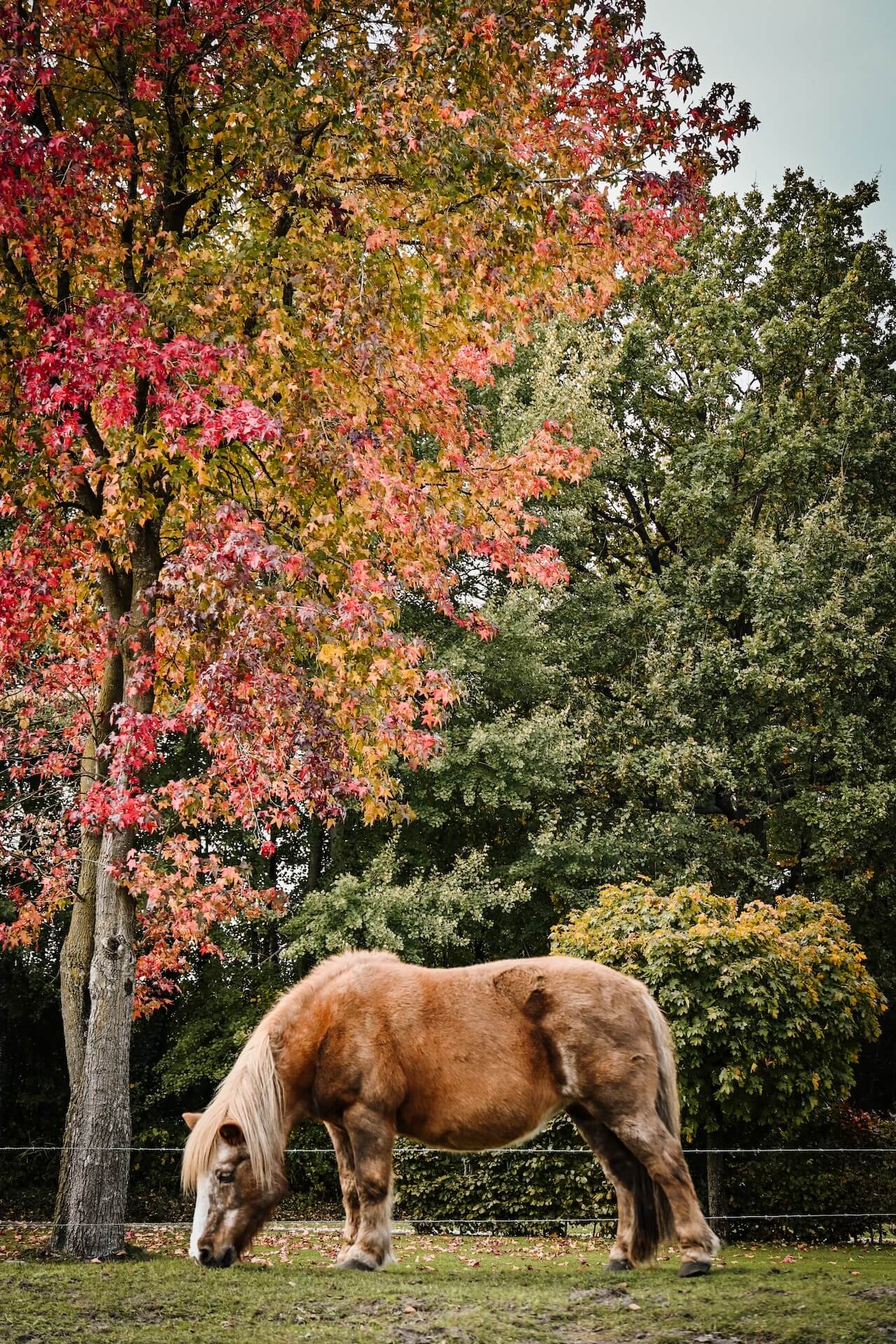 Herfst op de Grebbelinie
