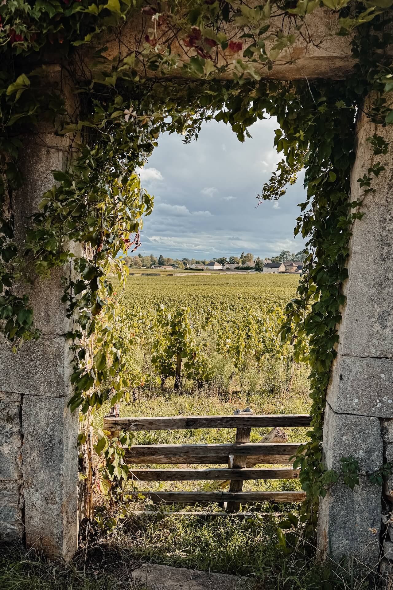Uit Meursault komen hoofdzakelijk witte wijnen: de Chardonnay 