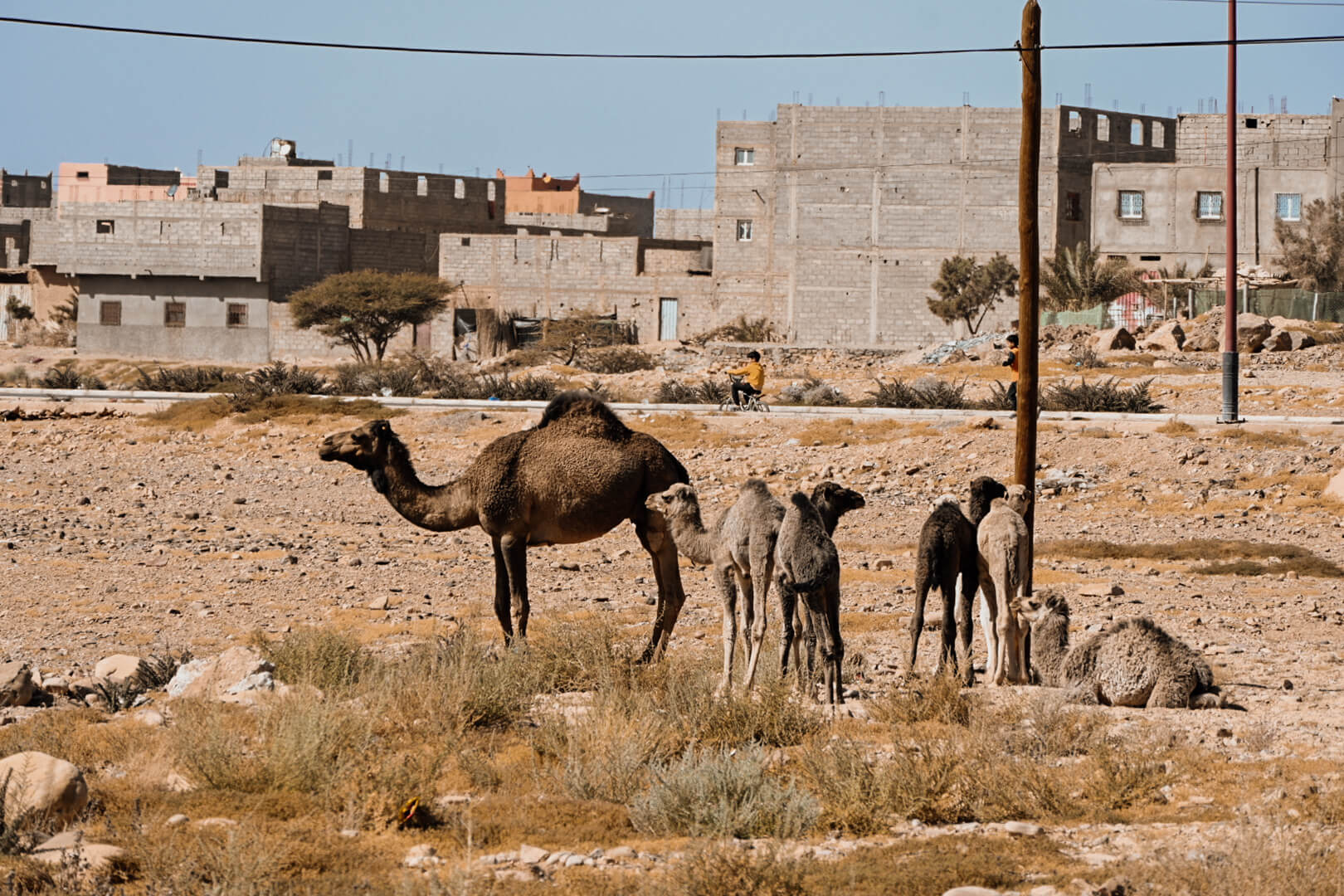 Kamelen bij Zagora, Sahara Marokko