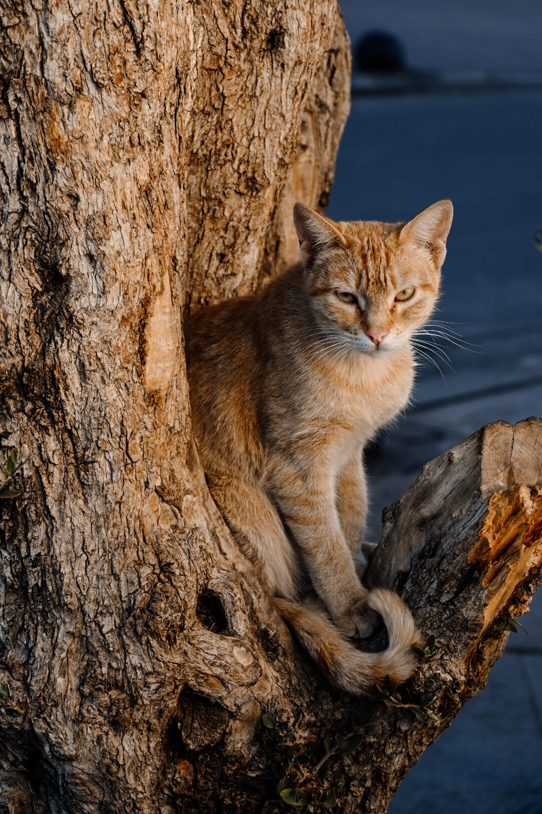 Nieuwsgierige kat in Marokko