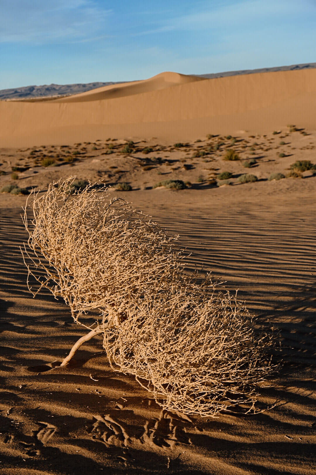 De rode zandduinen van de Sahara in Marokko