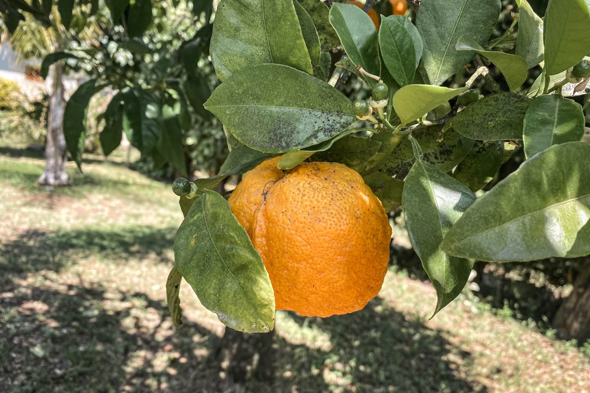 De Corrugato staat ook bekend als de Bittere Sinaasappel